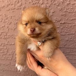 Theodore - Red and white male Pomsky puppy in Spring Hill, Florida from Besties Paw Life