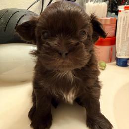 Aurora - Lilac female Shih Tzu puppy in Ocean Springs, Mississippi from Wood Foo Breeders