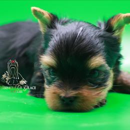 Yorkshire Terrier Puppies from Essence of Grace Yorkies