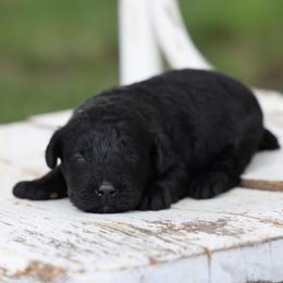 Piper - Black male Whoodle puppy in West Bend, Iowa from Blue Skies Terriers