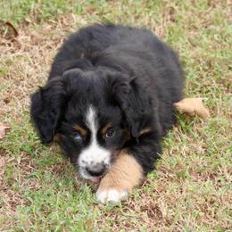 Canyon - Black tri male Miniature Australian Shepherd puppy in Fort Smith, Arkansas from Rye Hill Aussies