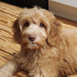 Teddy - Goldendoodle