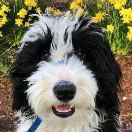 Aussiedoodles, Goldendoodles, and Sheepadoodles from The Yuppy Puppy Doodle Company