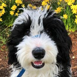 Aussiedoodles, Goldendoodles, and Sheepadoodles from The Yuppy Puppy Doodle Company