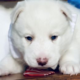 Halo - White male Siberian Husky puppy in Atlanta, Georgia from Lobban Huskies