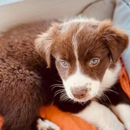 Miniature American Shepherds from Addie’s Aussies