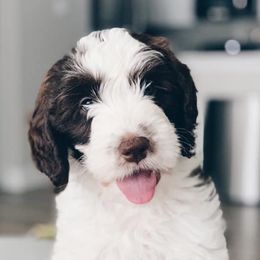 Australian Labradoodles from Classic City Labradoodles