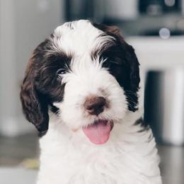Australian Labradoodles from Classic City Labradoodles