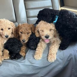 Poodles from Karing Hands Poodles