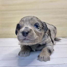 Sven - Blue merle male Aussiedoodle puppy in Castalia, Iowa from K&K Kennels