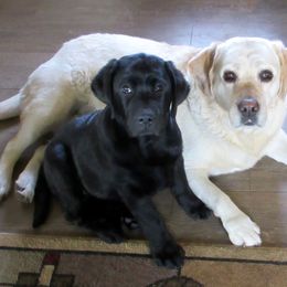 Labrador Retriever Puppies from Reve Labradors