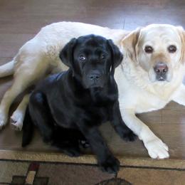 Labrador Retriever Puppies from Reve Labradors