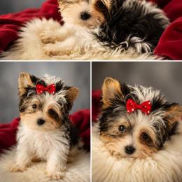 Pixie - Parti female Yorkshire Terrier puppy in Jacksonville, Florida from Danielle's Yorkies