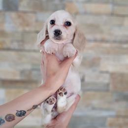 Cream Piebald - Piebald female Dachshund puppy in Rancho Cucamonga, California from Pretty Little Dachshunds