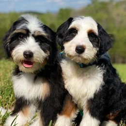 Australian Labradoodles, Bernedoodles, and Goldendoodles from Silver Creek Doodles