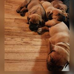 Boerboel Puppies from Pine River Boerboels
