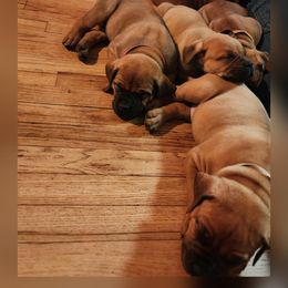 Boerboel Puppies from Pine River Boerboels