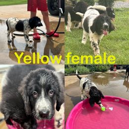 Newfoundland Puppies from Bourbon Water Newfoundlands