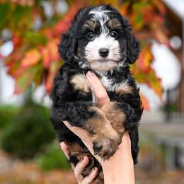 Tubi - Tri-color male Bernedoodle puppy in Dundee, Ohio from Down Home Doodle