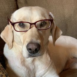 Labrador Retrievers from the Learning Lab