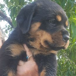 Boy 5 - Black and mahogany male Rottweiler puppy in De Witt, Iowa from Irish Eyes Kennels