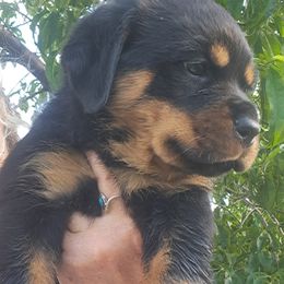 Boy 5 - Black and mahogany male Rottweiler puppy in De Witt, Iowa from Irish Eyes Kennels