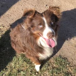 Mac - Miniature Australian Shepherd