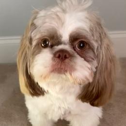 Shih Tzus from Oaxaca Shihtzu