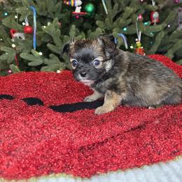 Sage - Blue and white male Chihuahua puppy in Plainfield, Indiana from Abby's Pampered Pooches