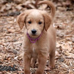 Katriel - Standard F1 - Red  female Goldendoodle puppy in Lebanon, Missouri from Knapp's Paw Prints