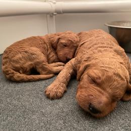Golden Retriever and Poodle Puppies from Wrights Mountain Goldens