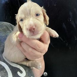 Pudding - Cream male Dachshund puppy in Bigfork, Minnesota from Dachshunds Up North