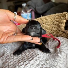 Ghost - Black male Dachshund puppy in Excel, Alabama from CJ’s Little Palace