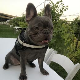 Storm - French Bulldog