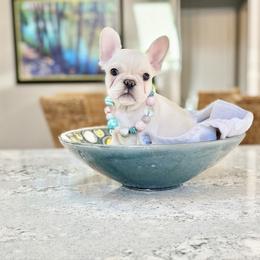 Elisa - Cream female French Bulldog puppy in Shields, Michigan from Mid-Michigan Frenchies