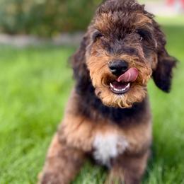 Nugget - Chocolate male Goldendoodle puppy in Twin Falls, Idaho from Burrow & Bone