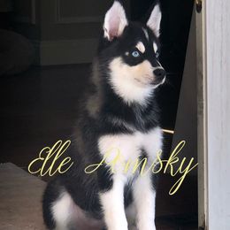 Maverick  - Pomsky