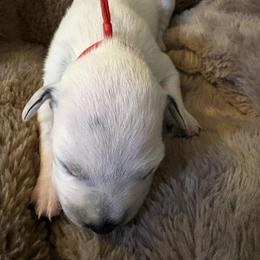Nick Jonas - White and black male Dalmatian puppy in Fort Cavasos, Texas from Mainstreet Dalmation