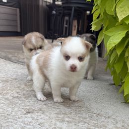 Clyde - Merle male Pomsky puppy in Doon, Iowa from Luxury Pomsky