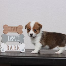 Pembroke Welsh Corgi Puppies from Red River Corgis