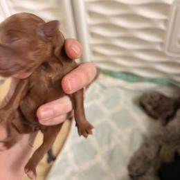 Roses - Red  female Goldendoodle puppy in Point, Texas from Tiny Paws Goldendoodles