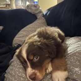 Australian Shepherd Puppies from Lakes Australian Shepherds