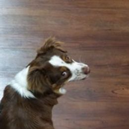 Border Collies, Miniature Australian Shepherds, and Toy Australian Shepherds from Windy Ridge Farms