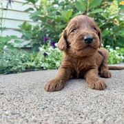 Lincoln - Red male Irish Doodle puppy in Hammond, Wisconsin from Queen of the Hill Puppies