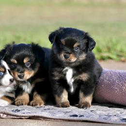 Miniature American Shepherd, Miniature Australian Shepherd, and Toy Australian Shepherd Puppies from Shooting Stars Ranch Toy and Mini Aussies