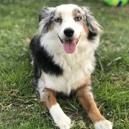 Miniature American Shepherds and Miniature Australian Shepherds from Scv minis