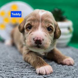 Teddy - Apricot male Goldendoodle puppy in Summerville, South Carolina from Channys Doodles