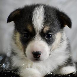 Frost - Black and tan male Pembroke Welsh Corgi puppy in Gober, Texas from Trigger Time Kennels