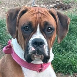 Frankie (Girl) - Boxer