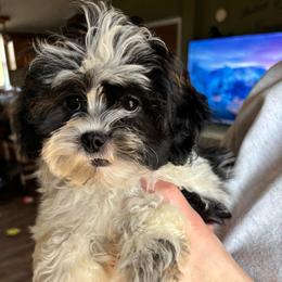Oreo - Black gold and silver male Shihpoo puppy in Knoxville, Tennessee from Rocky Top Cavapoos
